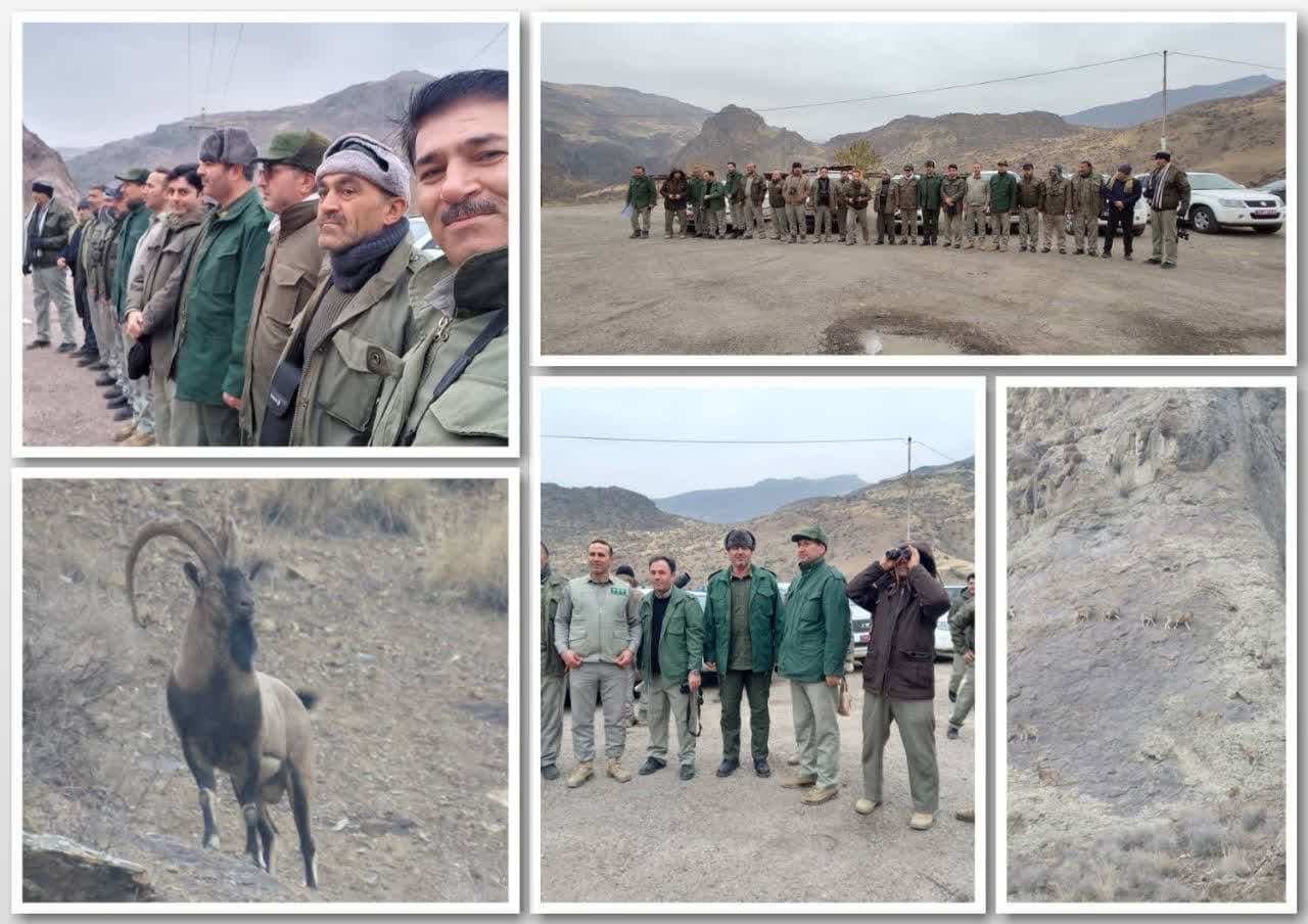 سرشماری پستانداران علفخوار شاخص استان اردبیل