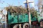 درختان سطح شهر لاهیجان توسط شهرداری، هرس و شاخه زنی شد