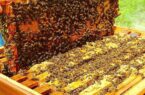 افزایش صددرصدی کلنی‌های زنبور عسل