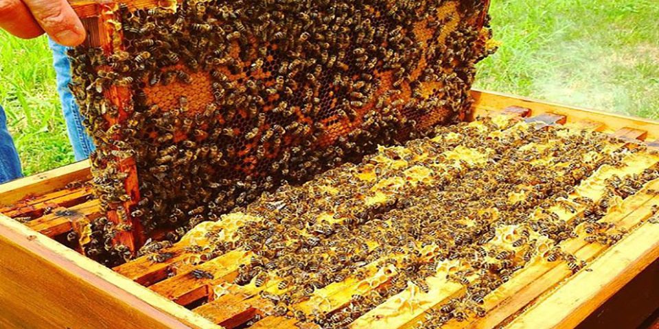 افزایش صددرصدی کلنی‌های زنبور عسل