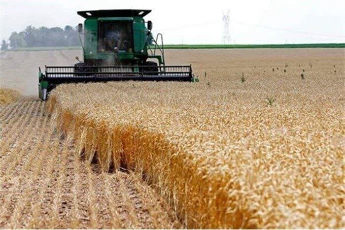 تولید بذر گندم در سطح یک هزار هکتار در کشت و صنعت مغان انجام شد