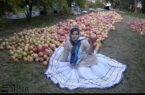جشنواره شکرانه برداشت انار در روستای انبوه رودبار برگزار شد