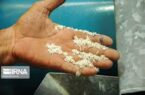 ۶۵ هزار میلیارد ریال تسهیلات برای خرید برنج داخلی اختصاص یافت