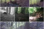 ثبت تصاویر زیبای حیات وحش گیلان در قاب دوربین کارشناسان محیط زیست لنگرود + فیلم