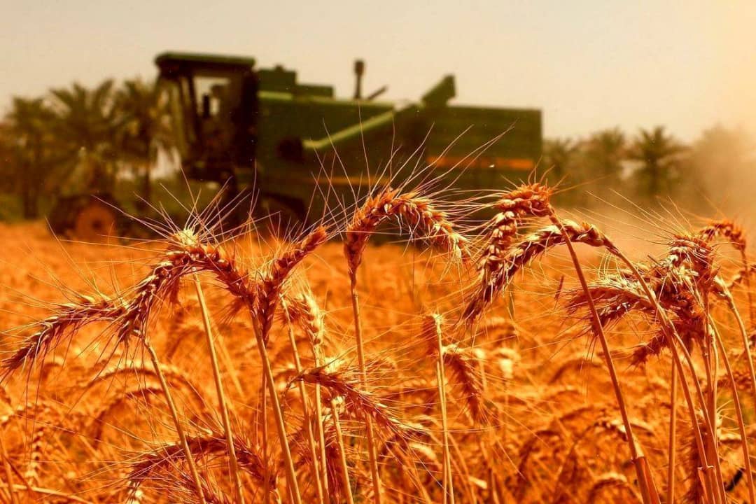 پرداخت ۳۰ هزار ميليارد تومان مطالبات گندم‌كاران