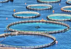 توسعه صنعت پرورش ماهی در قفس