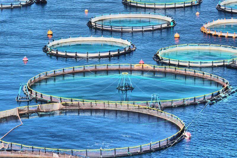 توسعه صنعت پرورش ماهی در قفس