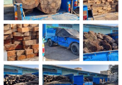 قاچاقچیان چوب و خاک پیت در دام مأموران یگان حفاظت منابع طبیعی اردبیل