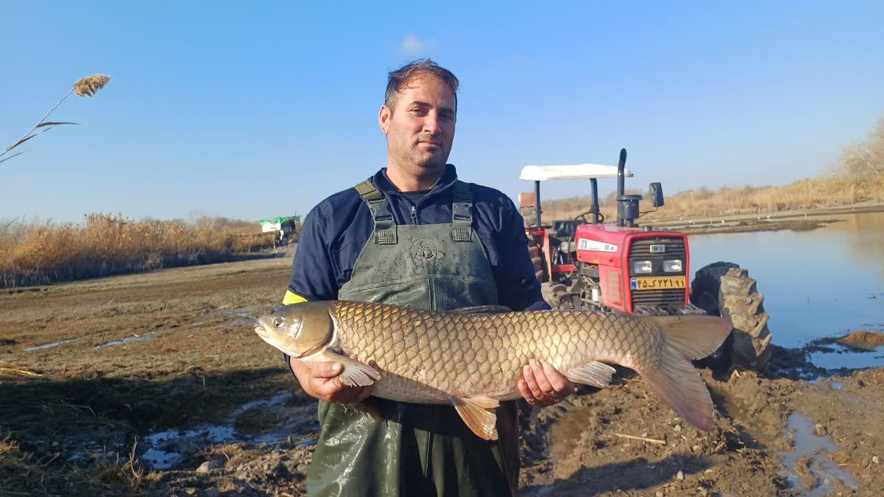 مدیرکل شیلات استان اردبیل: آغاز برداشت ماهیان گرمابی در پارسآباد