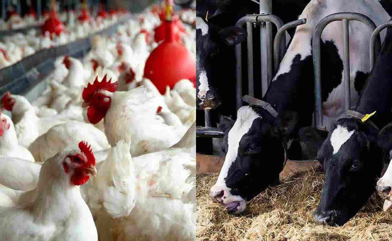 کشف میلیاردی دام و طیور زنده قاچاق در اردبیل