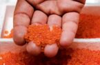 حتی یک وجب هم سوزاندن مراتع زیاد است و باید متوقف شود