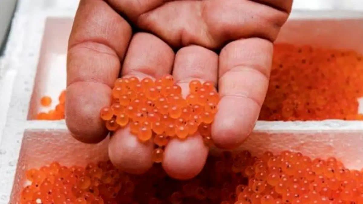 حتی یک وجب هم سوزاندن مراتع زیاد است و باید متوقف شود