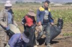 آغاز فصل برداشت سیب‌زمینی در روستای تازه کند شریف آباد شهرستان اردبیل 