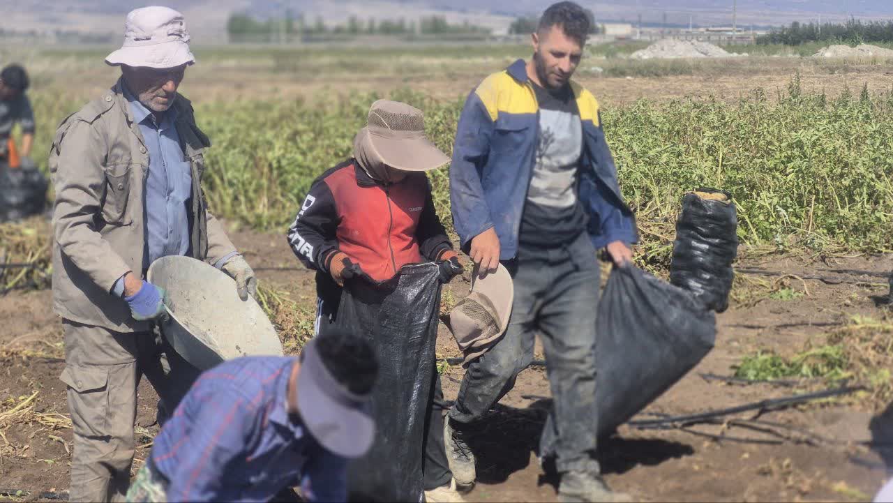 آغاز فصل برداشت سیبزمینی در روستای تازه کند شریف آباد شهرستان اردبیل
